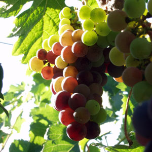 grapes1.jpg