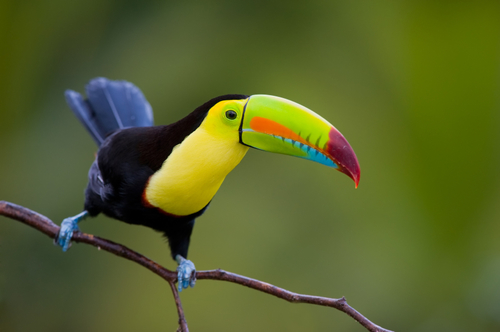 Costa_Rica_Wildlife_Toucan.jpg