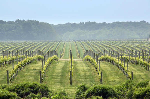 Macari_Vineyards_North_Fork_NY.jpg