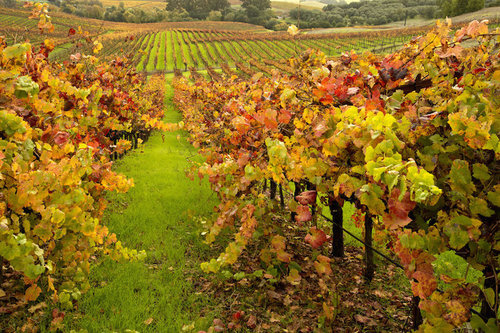 napa_valley-fall-vines-1.jpg