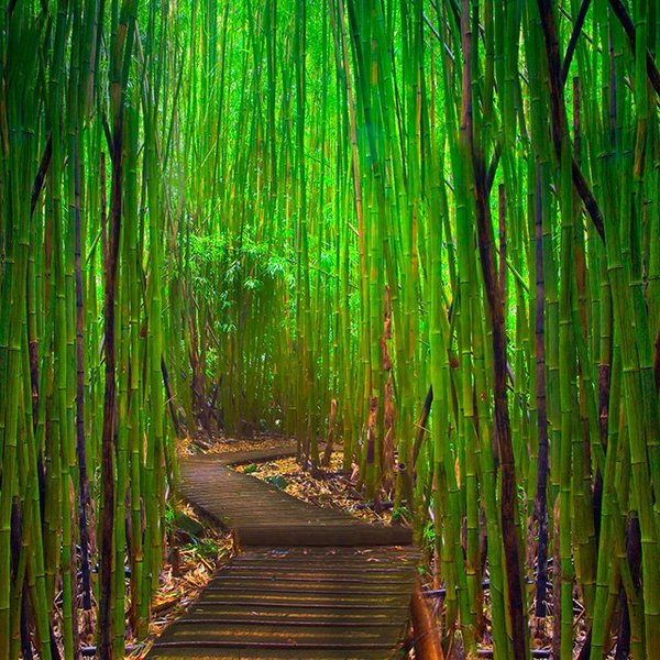 bamboo_forest_hawaii-1.jpg