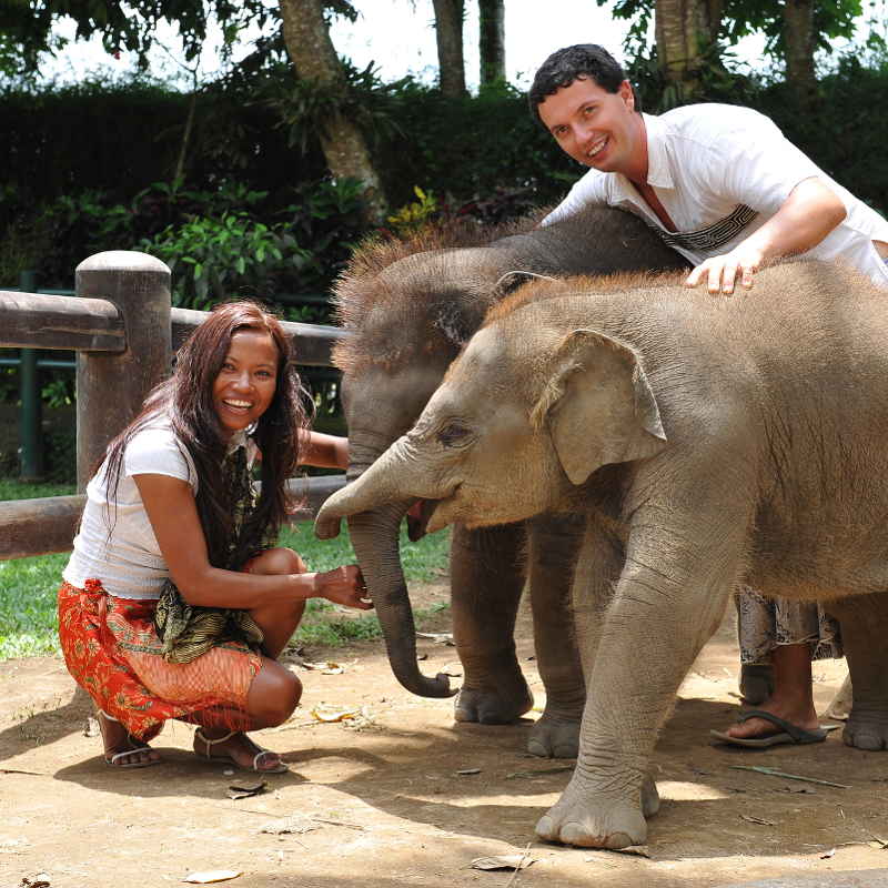 Thailand baby elephants