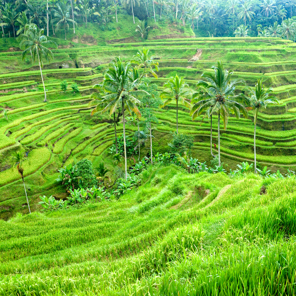 Bali-Ubud-honeymoon.jpg