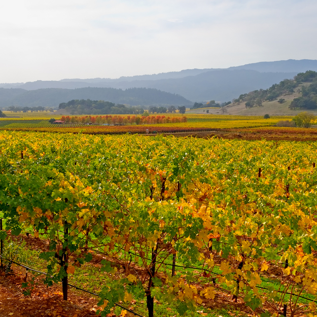 Fall_honeymoon_Destinations_Napa.jpg