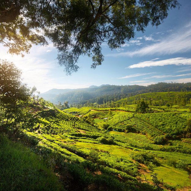 SriLanka_honeymoon.jpg