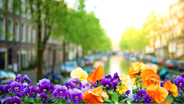 Amsterdam_honeymoon_flowers.jpg