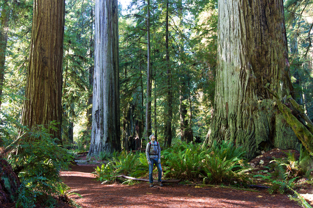 redwood_NP-1.jpg