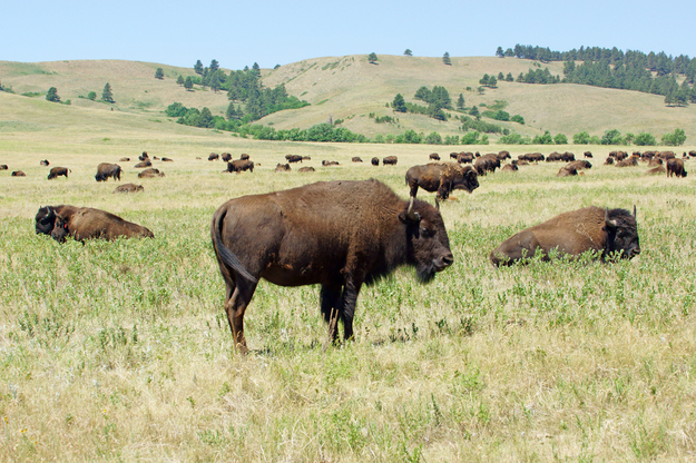 custer_state_park_honeymoon.jpg