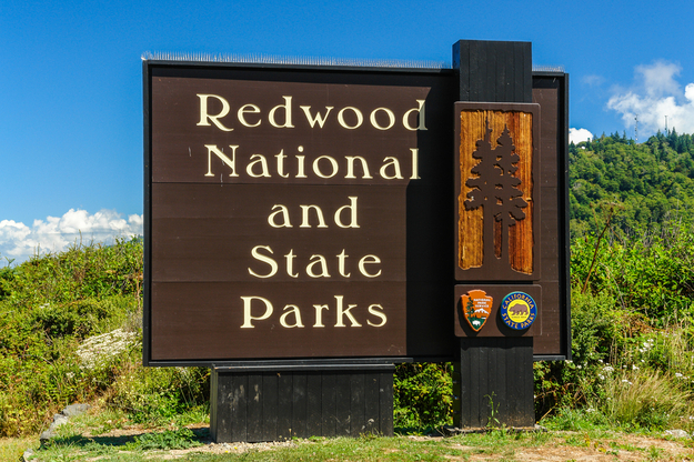 redwood_state_parks_honeymoon.jpg