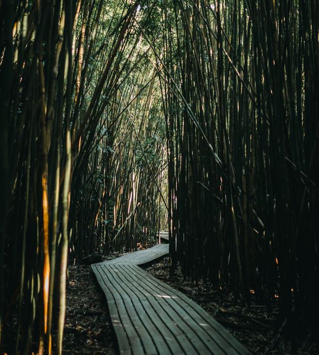 bamboo_forest_hawaii.jpg