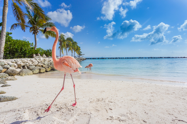 Aruba_Honeymoon_Flamingo_Beach-1.jpg
