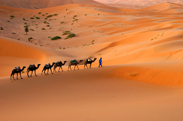 Morocco_Sahara_Desert_Camel_Caravan.jpg