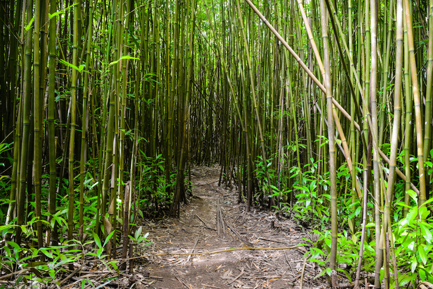 Maui_Honeymoon_Hiking_Trail_Hidden_Gems.jpg