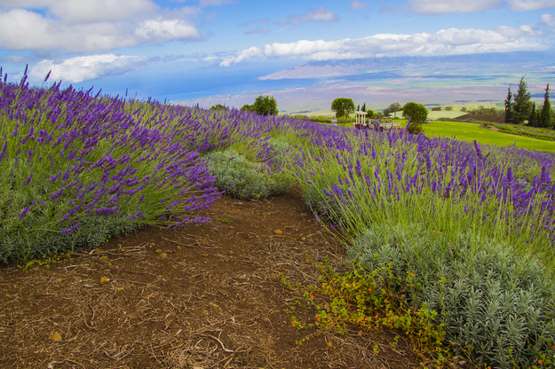 Maui_Honeymoon_Lavender_Farm_Hidden_Gems.jpg