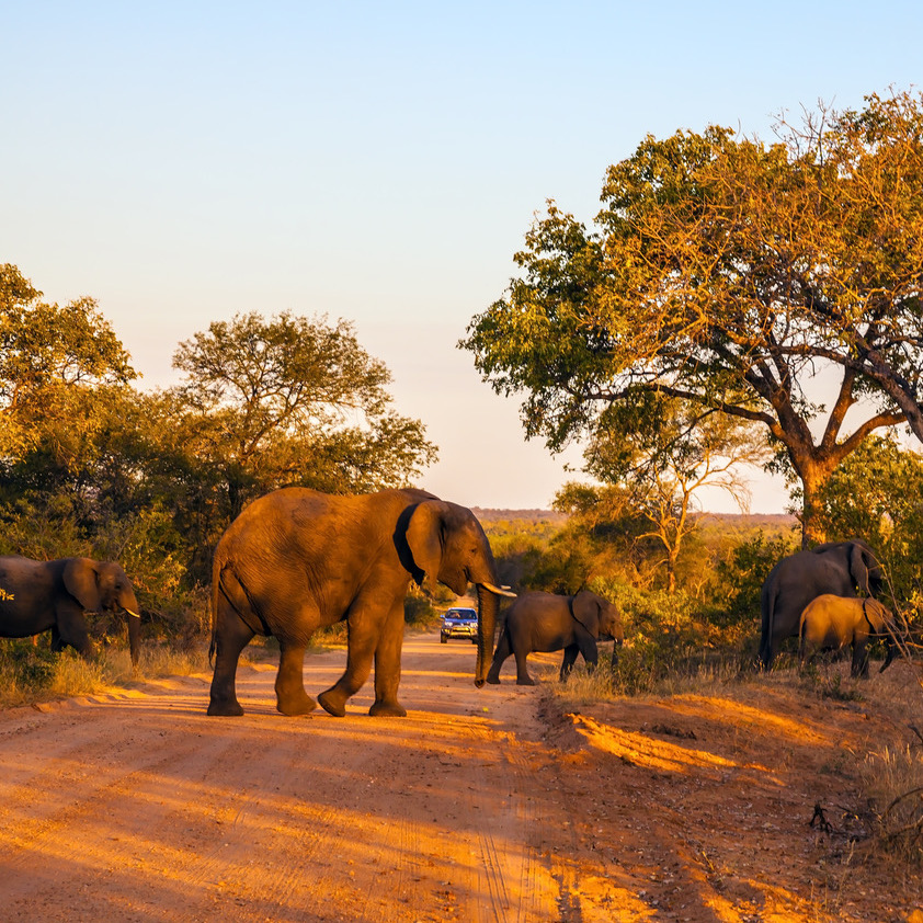 https://www.travelersjoy.com/blog/honeymoon_adventures_safari_africa.jpeg