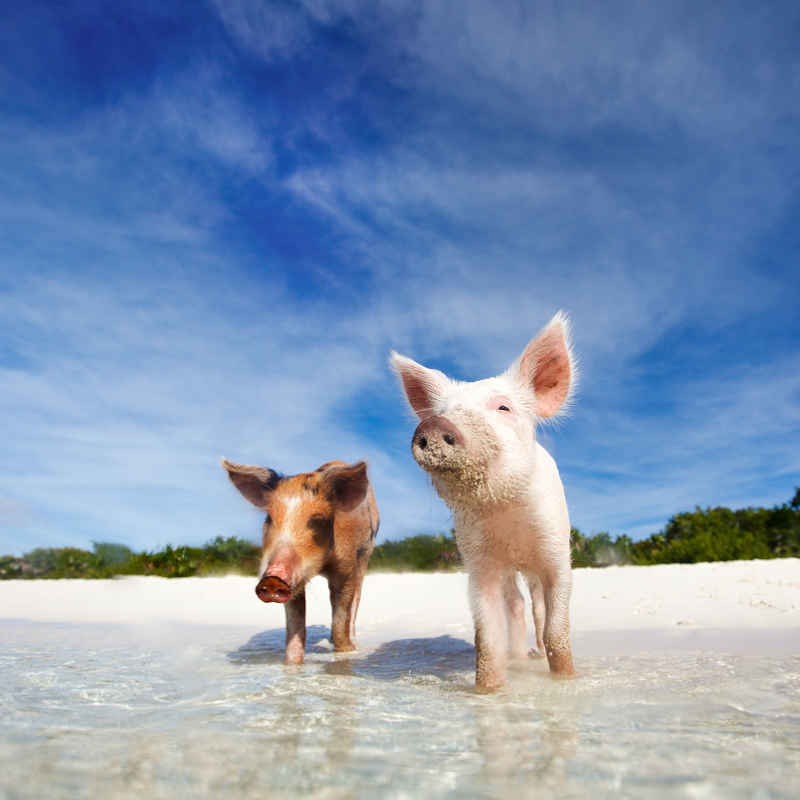 Bahamas beach pigs