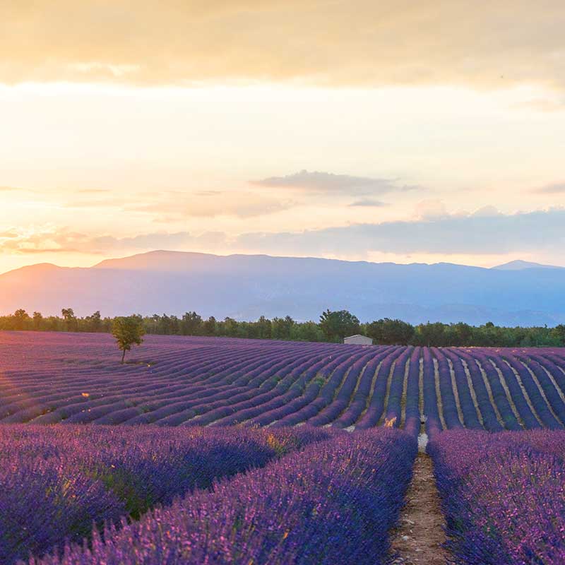 France (Provence)