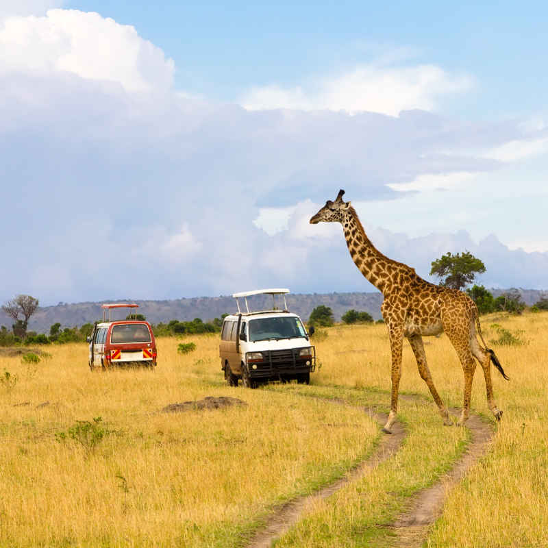 Kenya wildlife safari