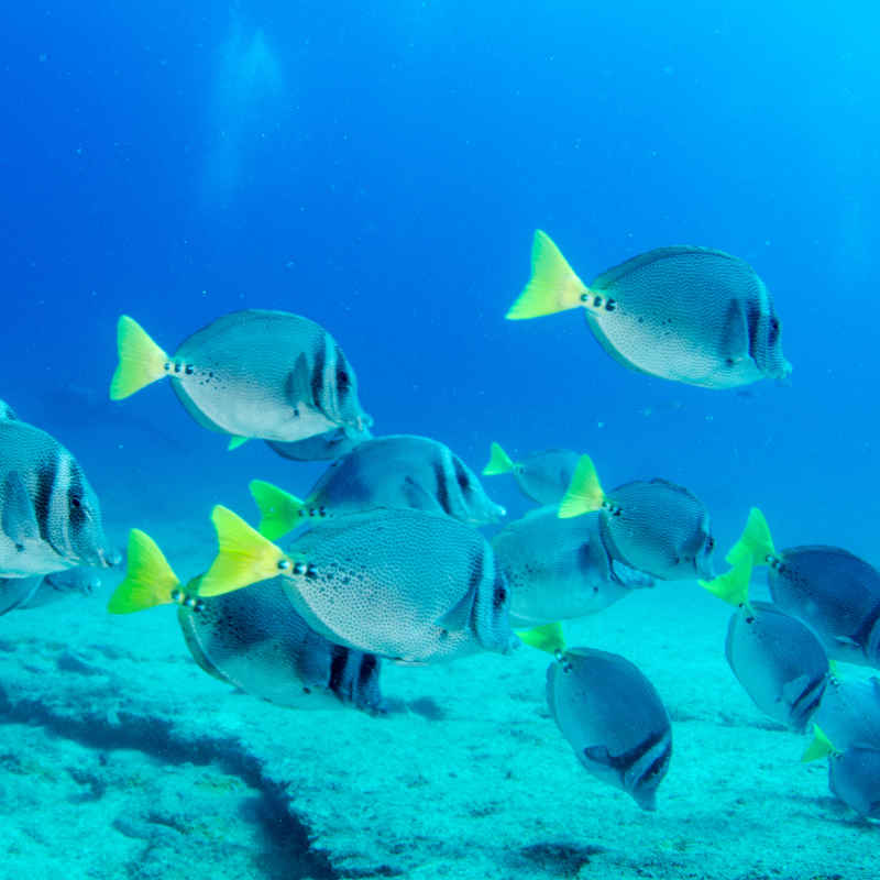 Los Cabos snorkel fish
